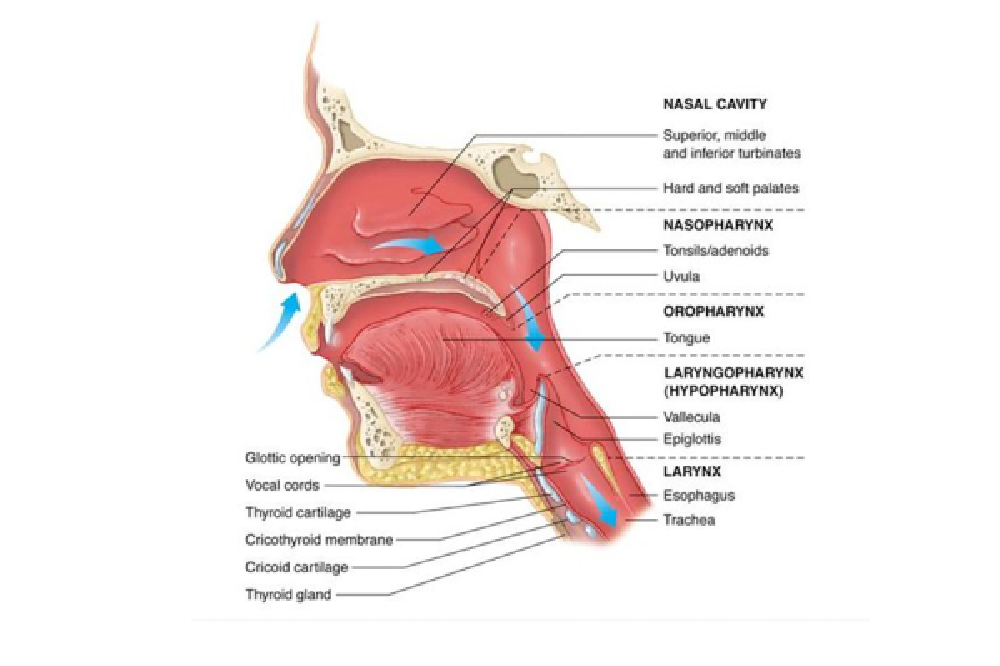 آناتومی حلق (Anatomy of pharynx)